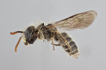 [Rhophitulus male (lateral/side view) thumbnail]